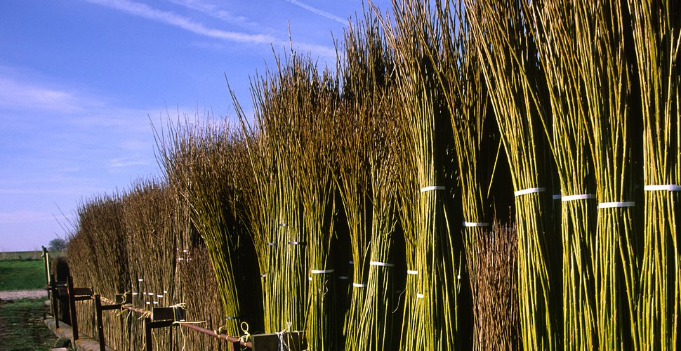 Standing Cut Willows