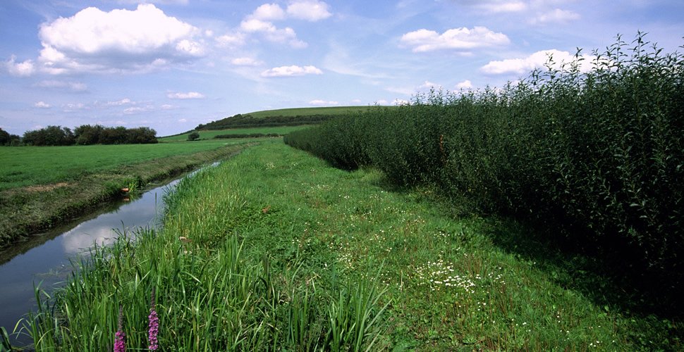 Willows on the Levels